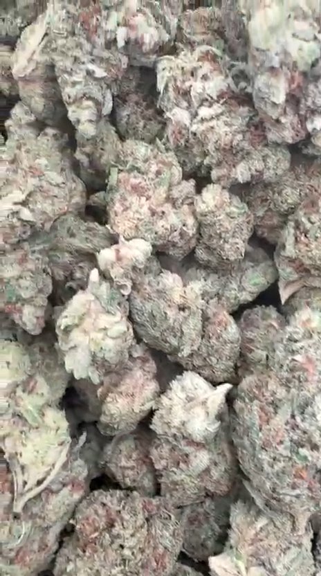Grease Monkey - Bulk - Indica