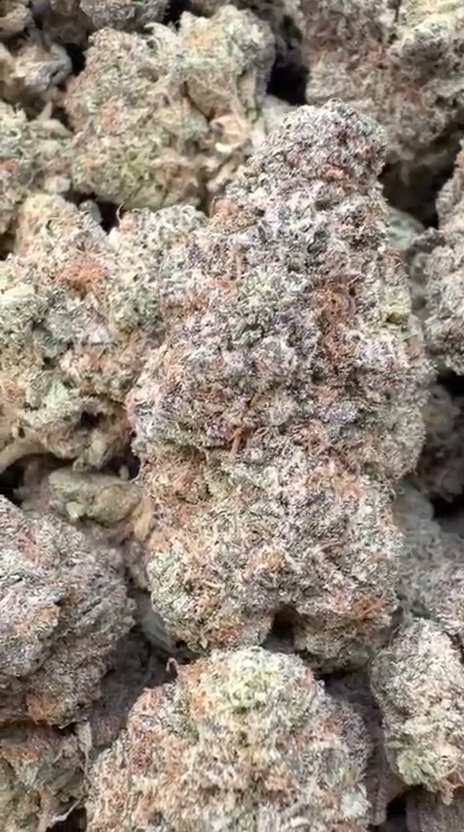 Grape Cream Cake Indoor - Bulk - Indica