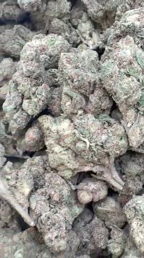 Gruntz - Bulk - Indica