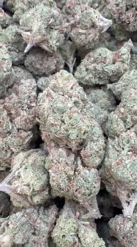 Guava Lato - Bulk - Hybrid