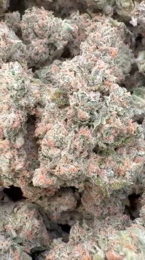 Sherbet & Haze Indoor - Bulk - Sativa