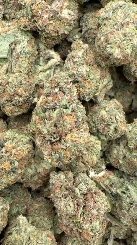 Guava Lato - Bulk - Hybrid
