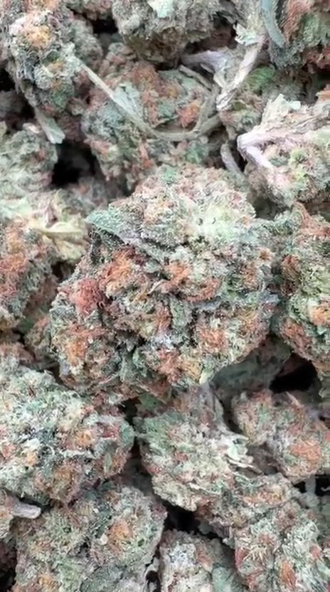 Guava Lato Littles - Bulk Littles - Hybrid