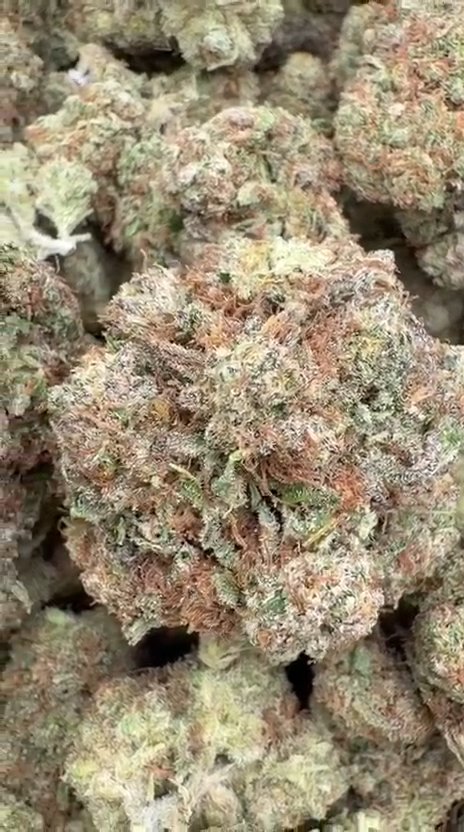 Gumbo - Bulk - Hybrid