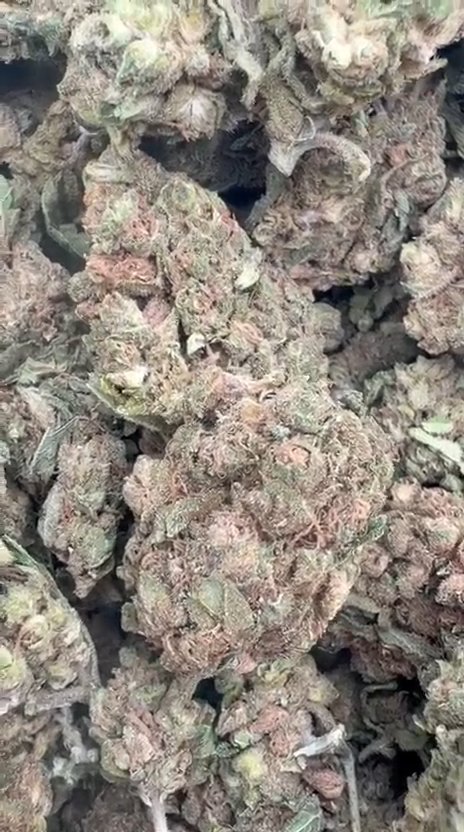 Harlequin - Bulk - Sativa