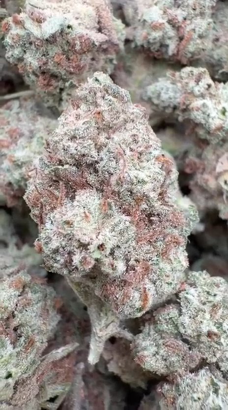 Hella Jelly Littles - Bulk Littles - Sativa
