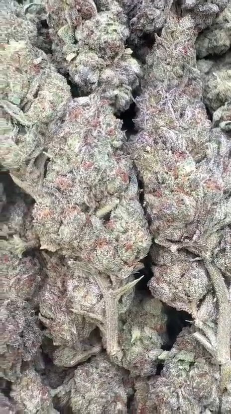 Ice Cream Cake - Bulk - Indica