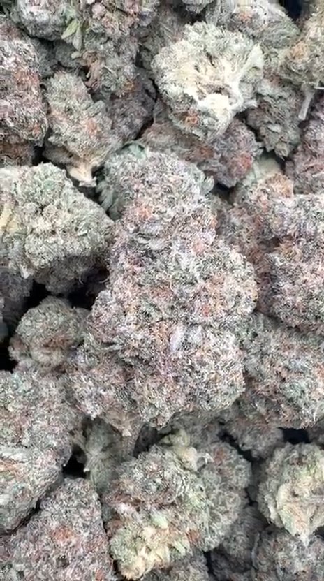 Ice Cream Cake Indoor - Bulk - Indica