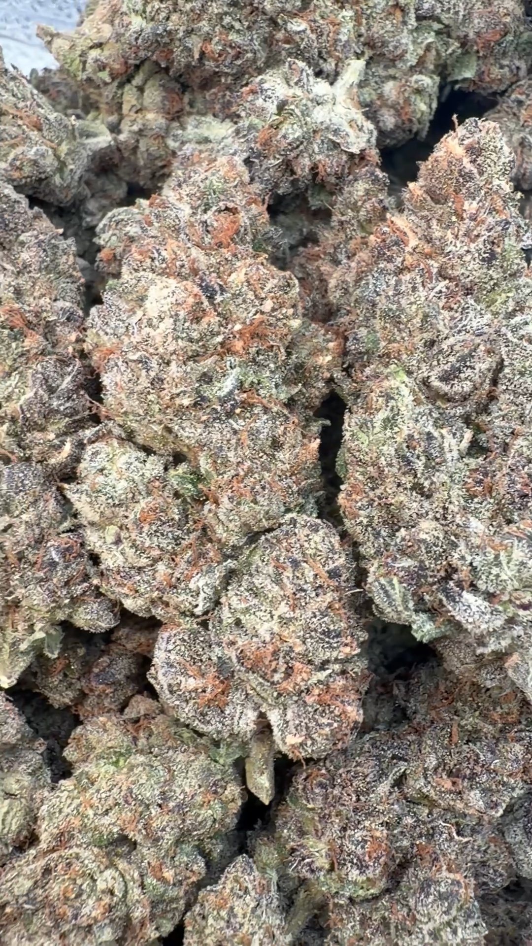 Velvet Cherries Indoor - Bulk - Indica