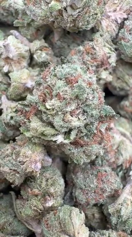 Ice Cream Cake Littles - Bulk Littles - Indica
