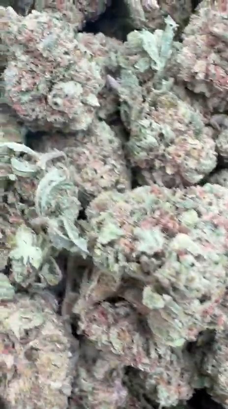 Jet Fuel Gelato x Peach Rings - Bulk - Hybrid