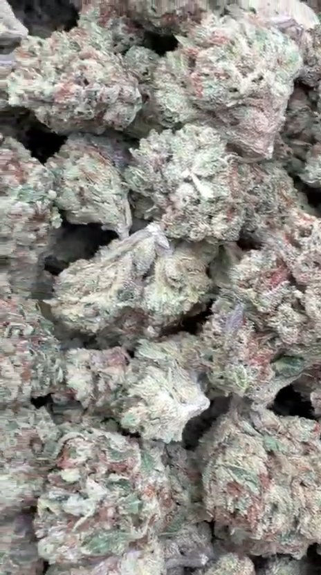 Jager Sour Diesel Mediums - Bulk Mediums - Sativa