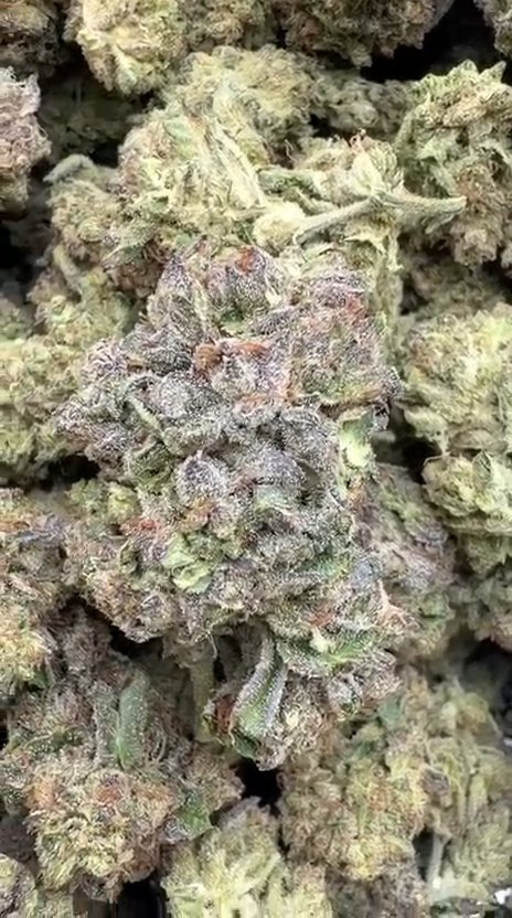 Jealousy - Bulk - Hybrid