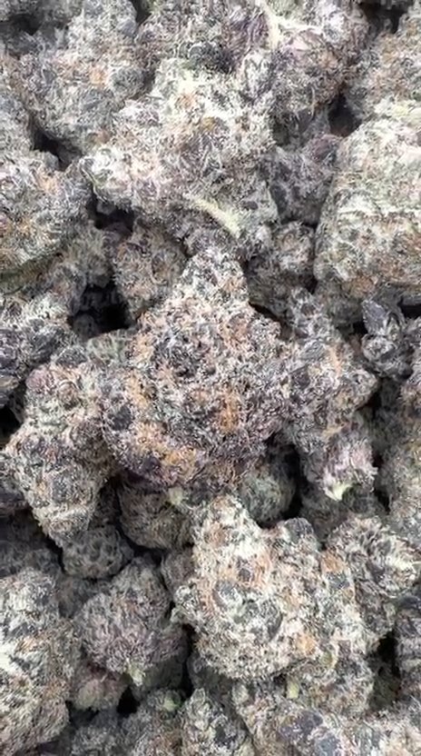 Jealousy Indoor - Bulk - Hybrid