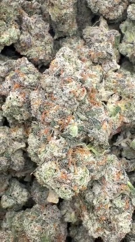 Jet Fuel Gelato Indoor - Bulk - Hybrid