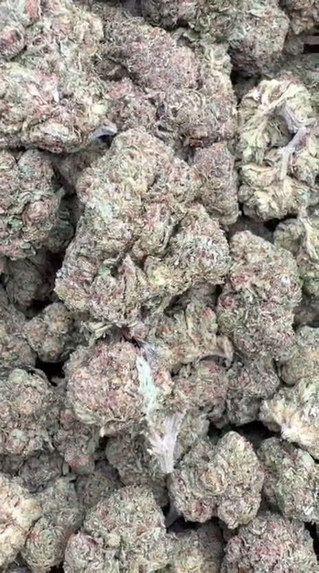Jokerz - Bulk - Indica