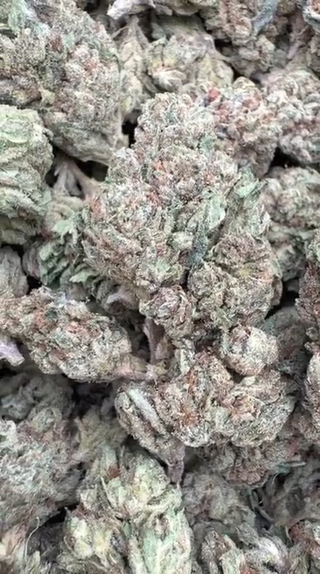 Josh D OG - Bulk- Indica