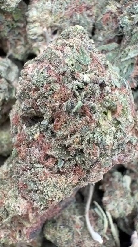 Jungle Gelato - Bulk - Indica