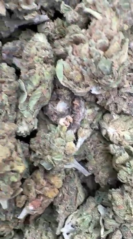Jungle Gelato Littles - Bulk Littles - Indica