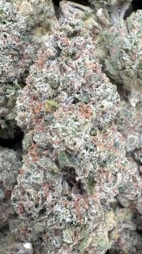 King Louis XIII Indoor - Bulk - Indica