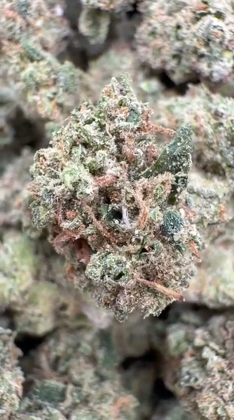 LA Runtz Littles - Bulk Littles - Hybrid