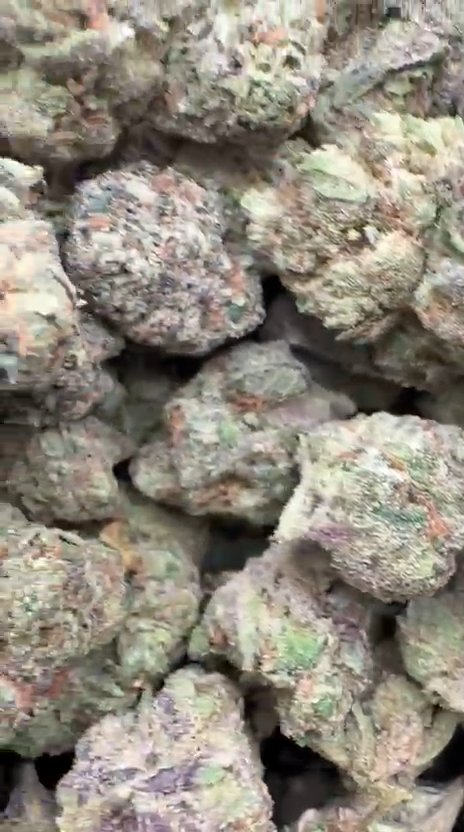 Lemon Cherry Gelato Indoor Mediums - Bulk - Indica