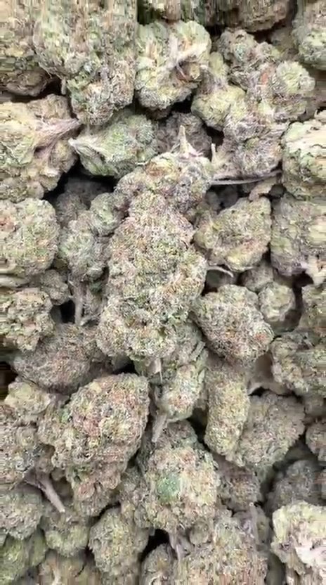 Lemon Cherry Gelato Indoor Littles - Bulk Littles- Hybrid