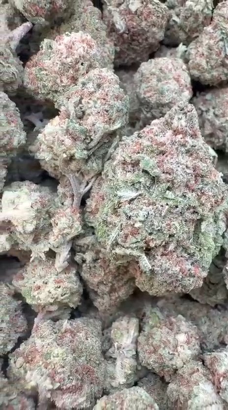 Lambs Bread - Bulk - Sativa