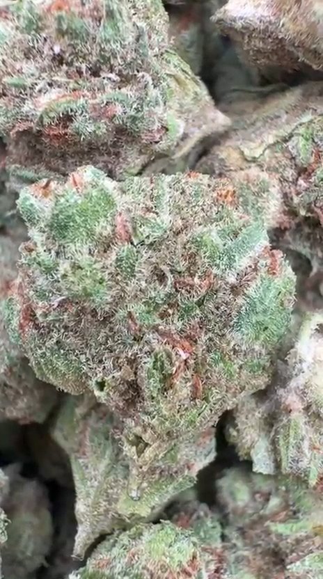 Lemon Bar Littles - Bulk Littles - Sativa