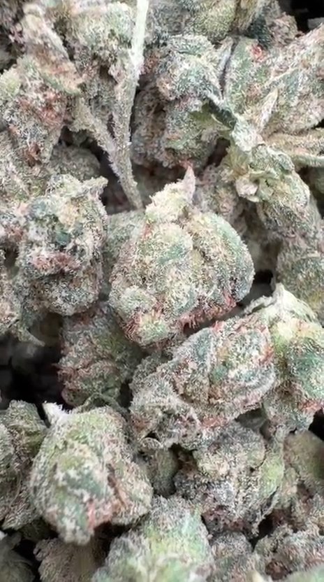 Marathon OG Indoor Littles - Bulk Littles - Indica