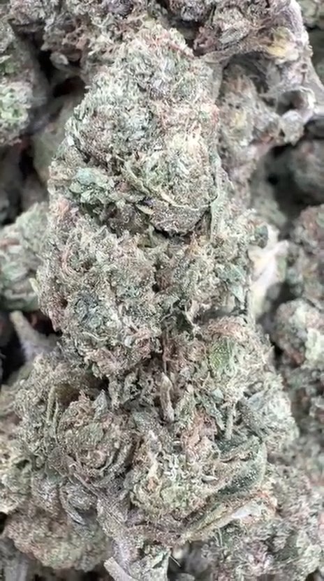 Mochi Gelato - Bulk - Indica