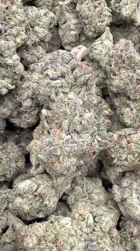 Modified Mintz - Bulk - Indica