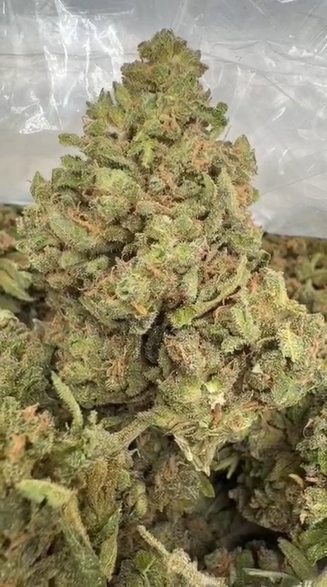 Motor Breath - Bulk - Indica