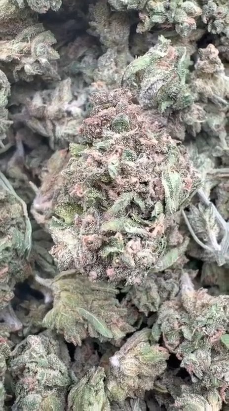 Motor Breath Minis - Bulk Minis - Indica