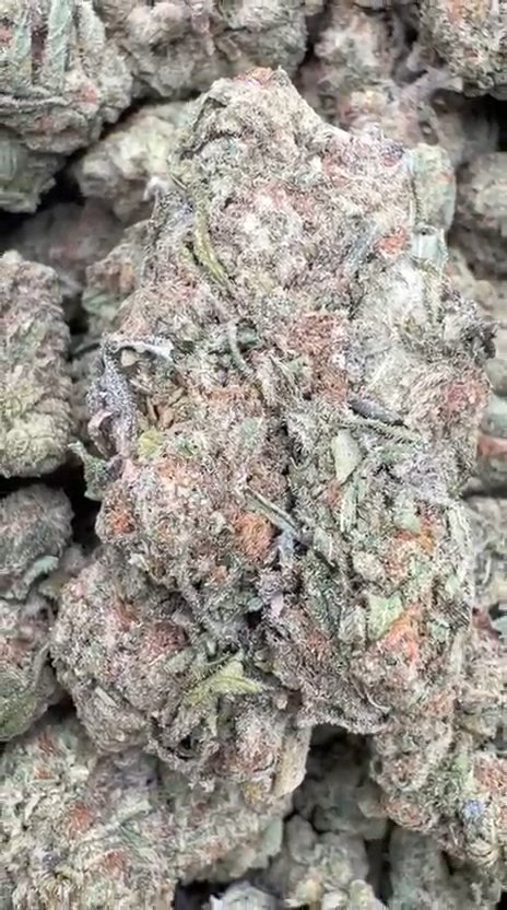 Oreoz - Bulk - Indica