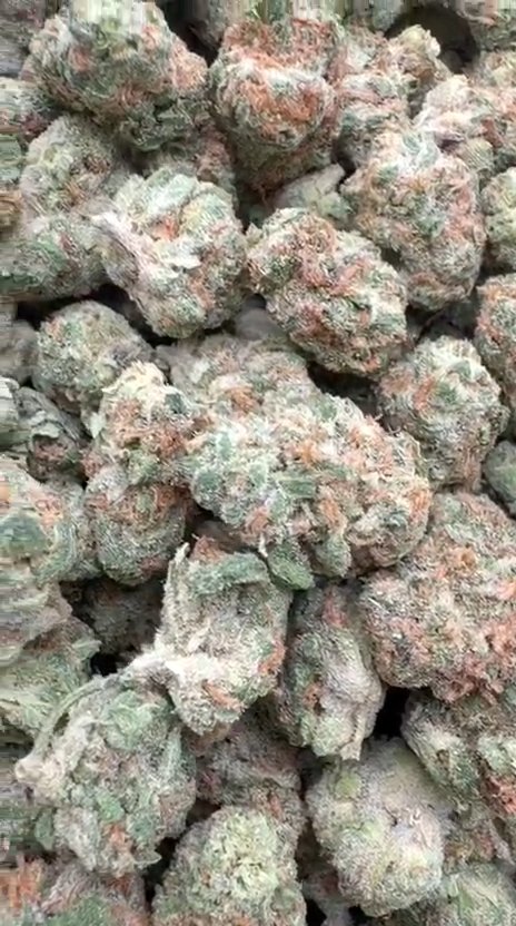 Peanut Butter Souffle Littles - Bulk Littles - Indica