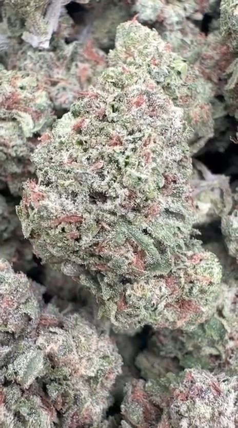 Panama Red - Bulk - Sativa