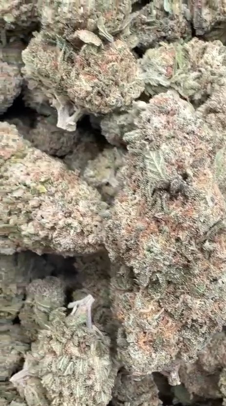 Papaya Runtz - Bulk - Hybrid