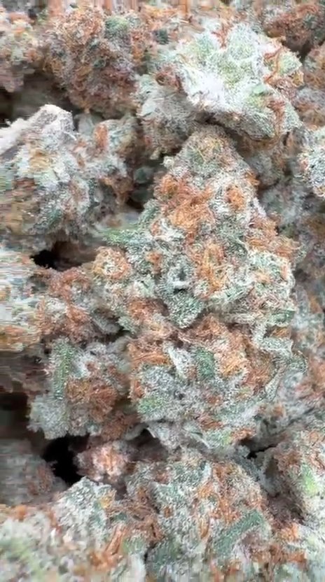 Papaya Runtz Indoor - Bulk - Hybrid