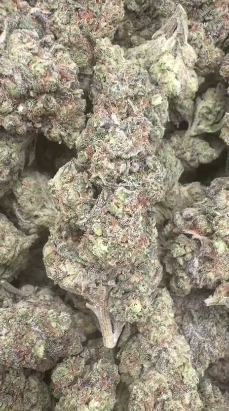 Peanut Butter Souffle Indoor - Bulk - Indica