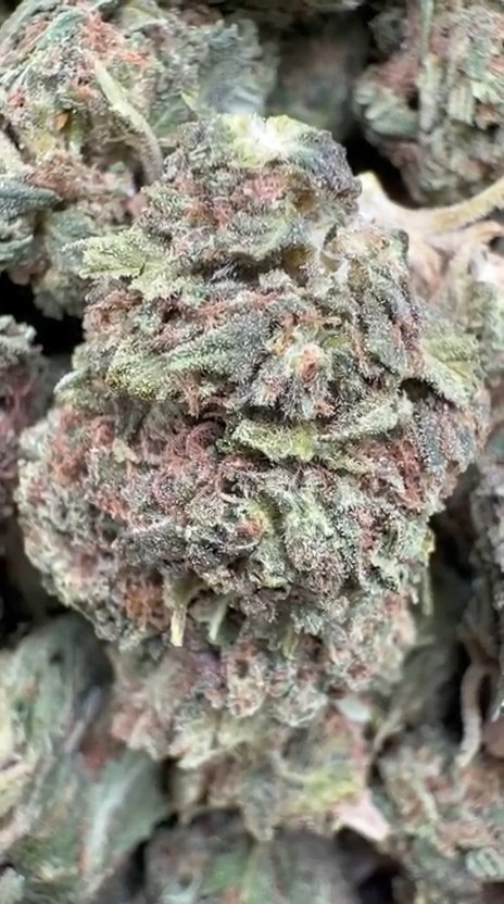 Pilot Light - Bulk - Indica