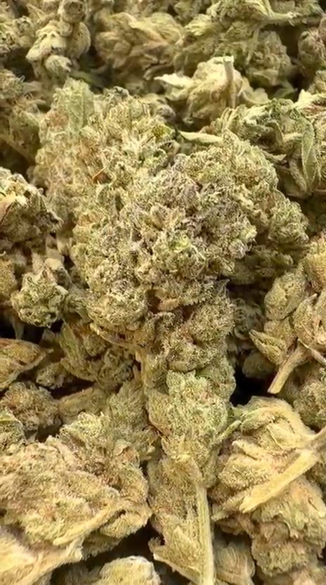 Pineapple Express Mediums - Bulk Mediums - Sativa