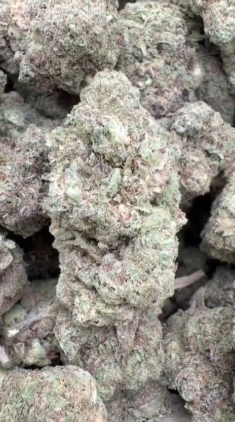 Pinnacle Mintz - Bulk - Hybrid