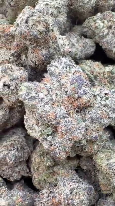 Platinum Berry Indoor - Bulk - Hybrid
