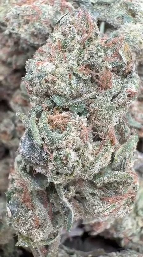 Purple Churro - Bulk - Indica