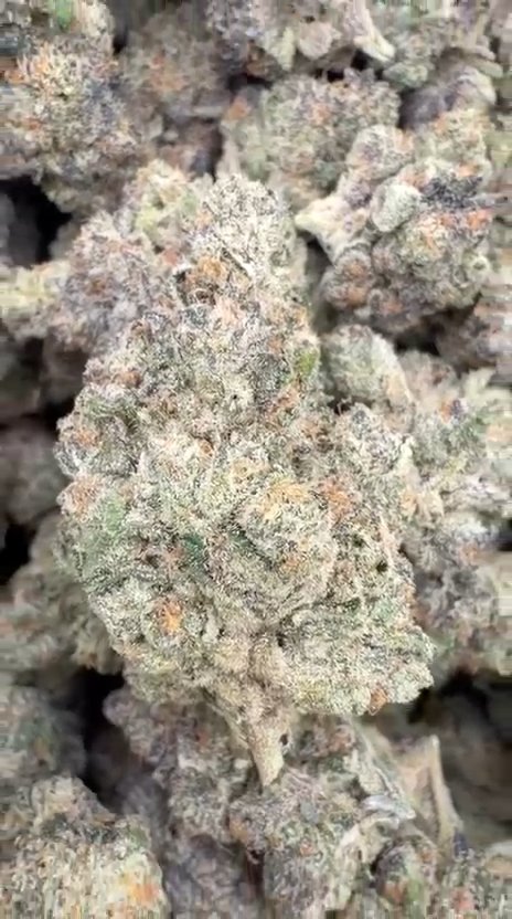 Purple Cookies Indoor - Bulk- Hybrid
