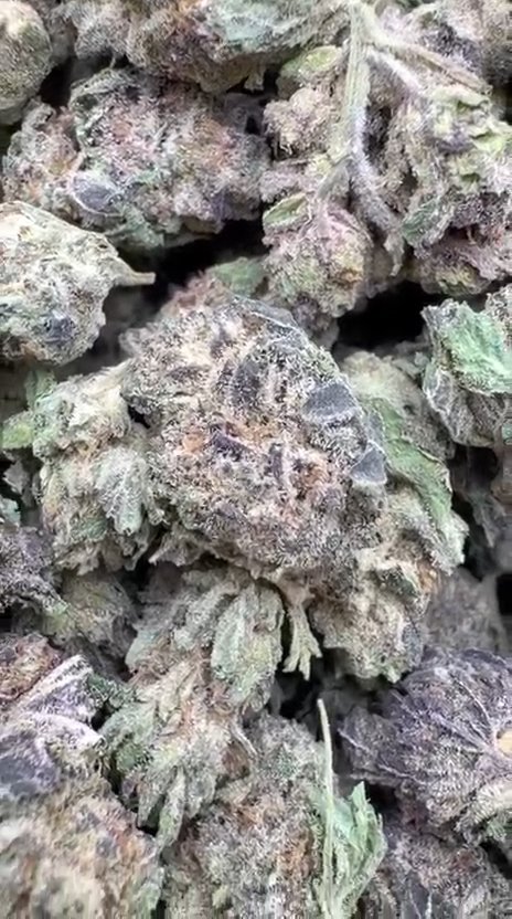 Purple Hindu Littles - Bulk Littles - Indica