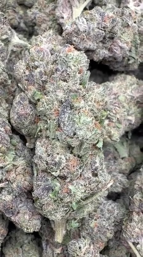 Purple Jack Indoor - Bulk - Hybrid