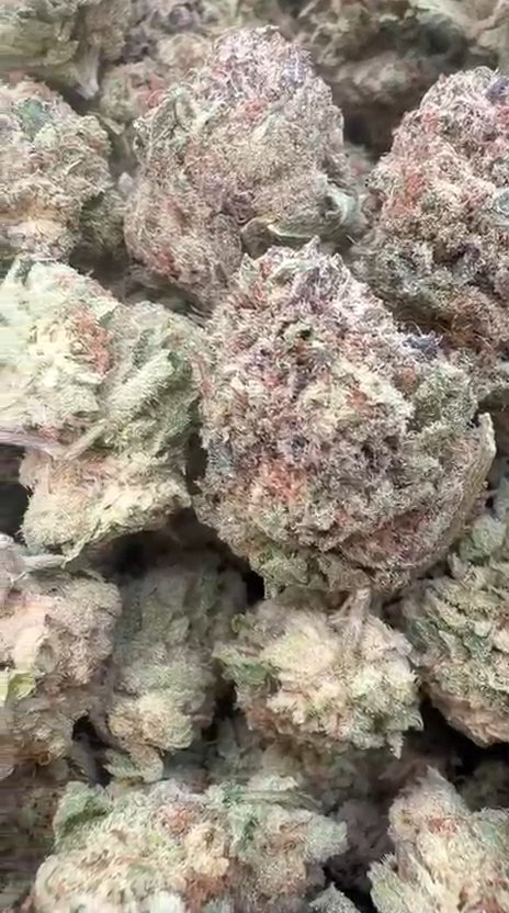 Purple Punch - Bulk - Indica