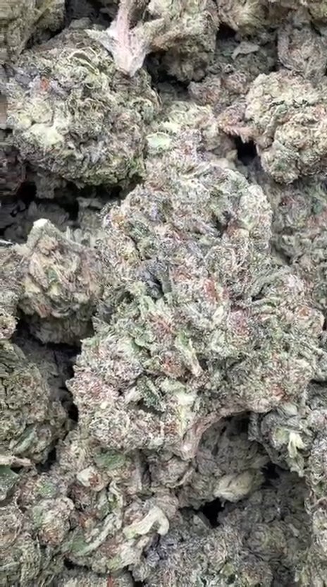 Purple Sherbet - Bulk - Indica